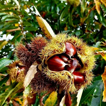 Casa de Férias Casa De Cabecinho- Albufeira Do Azibo Bragança