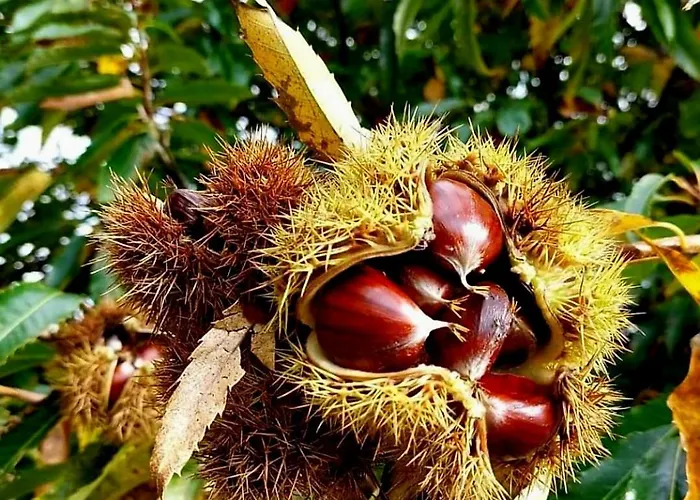Σπίτι διακοπών Casa De Cabecinho- Albufeira Do Azibo Bragança
